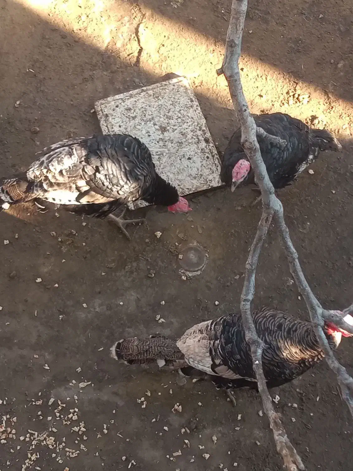 بوقلمون طبیعی|حیوانات مزرعه|گرمی, |دیوار