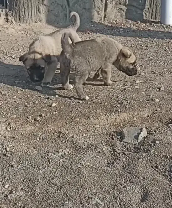 توله سرابی|سگ|هریس, |دیوار