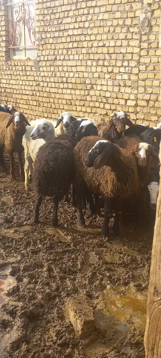 بره‌نراصیل|حیوانات مزرعه|دشتابی, |دیوار