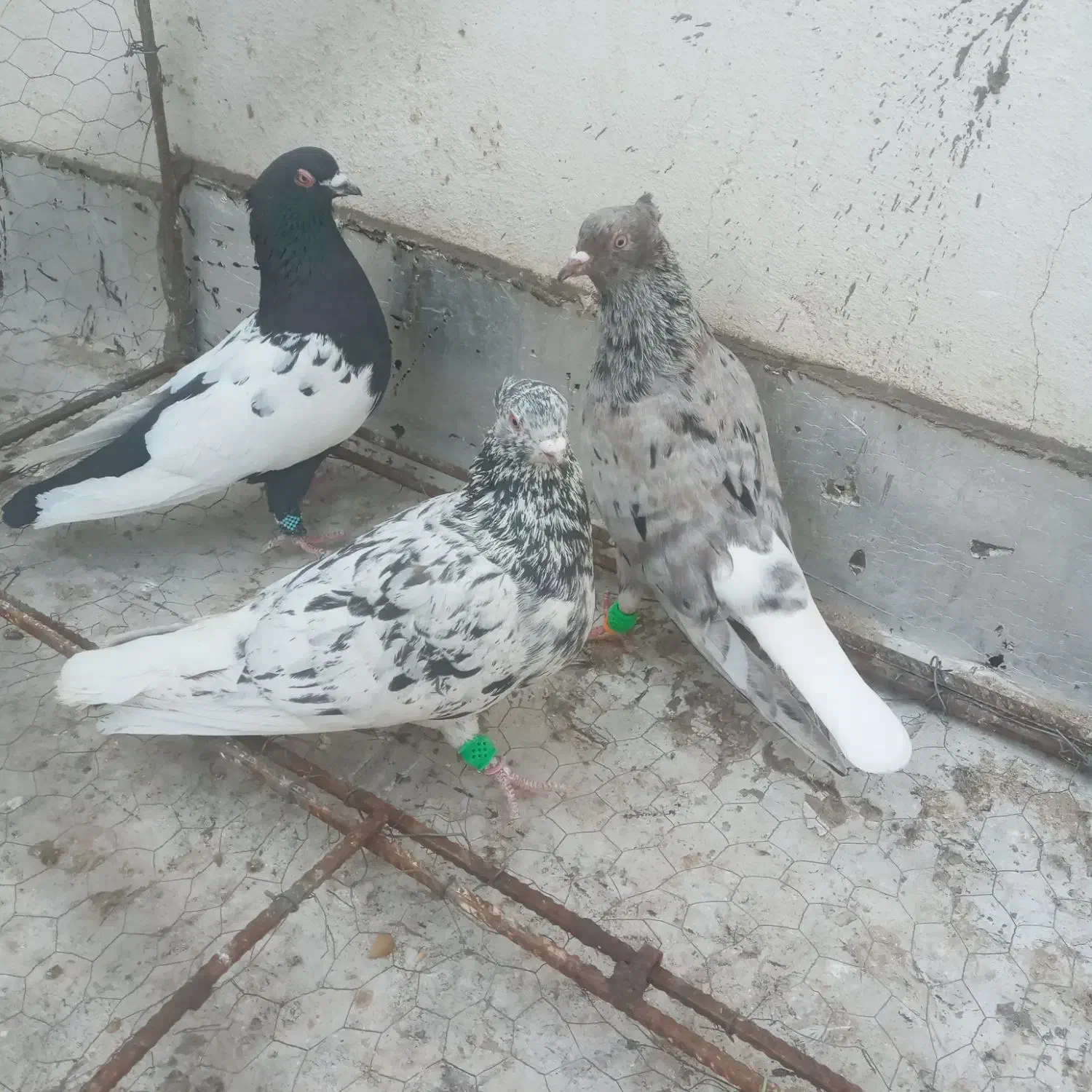 رنگی پرشی|پرنده|بجنورد, |دیوار