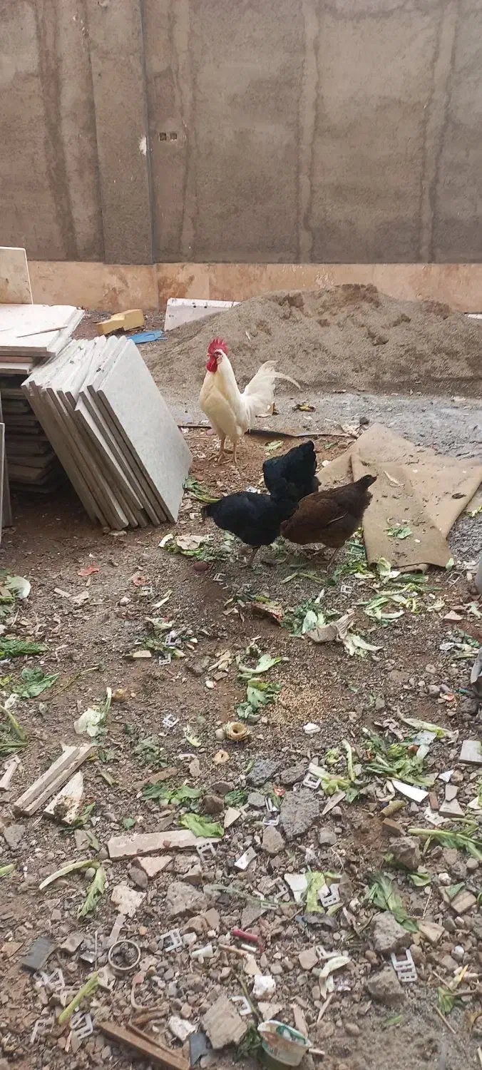 خروس سفید|حیوانات مزرعه|شهر ری, امین آباد|دیوار