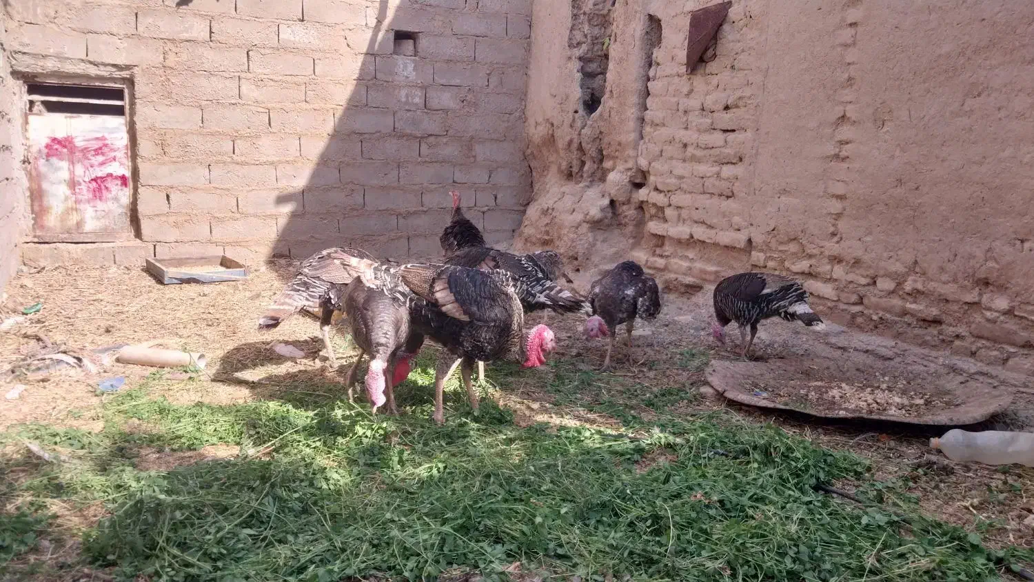 چهار جفت بقلمون محلی یک ساله|حیوانات مزرعه|خمک, |دیوار