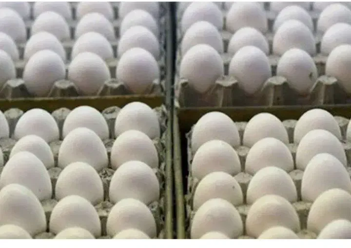 تخم مرغ زرد طلایی (وزن ۱۲،۵)|خوردنی و آشامیدنی|آمل, |دیوار