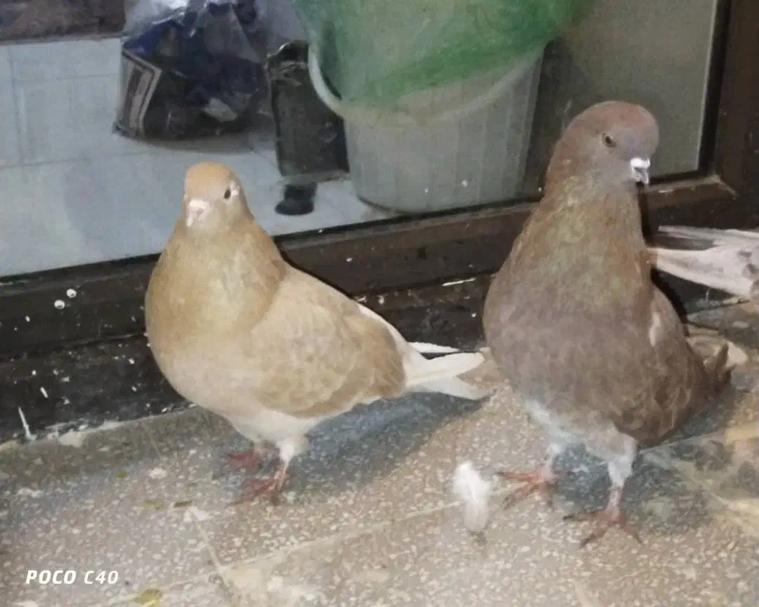 کبوتر|پرنده|پردیس, فاز ۲|دیوار