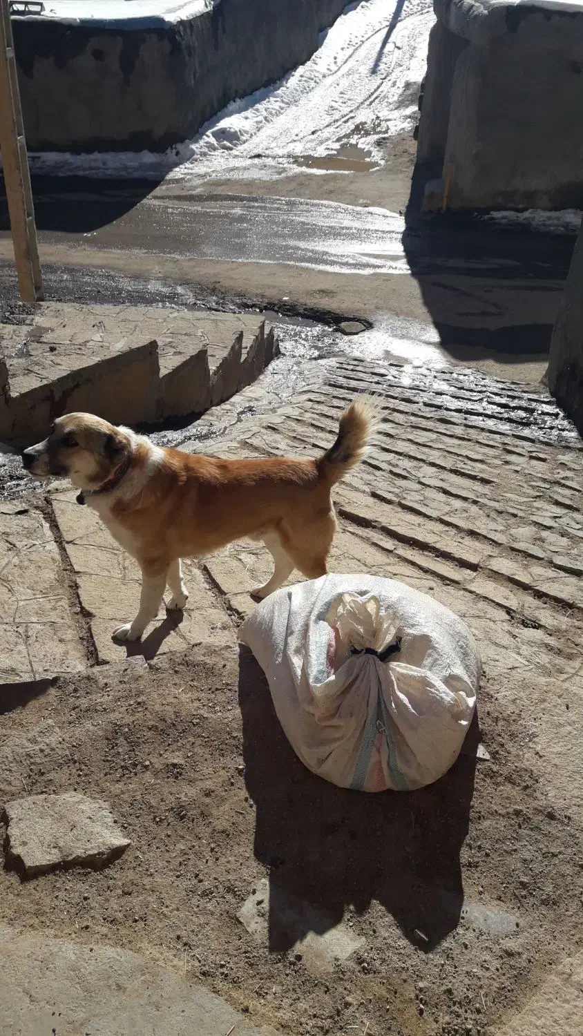 کوچ گله|سگ|سربیشه, |دیوار