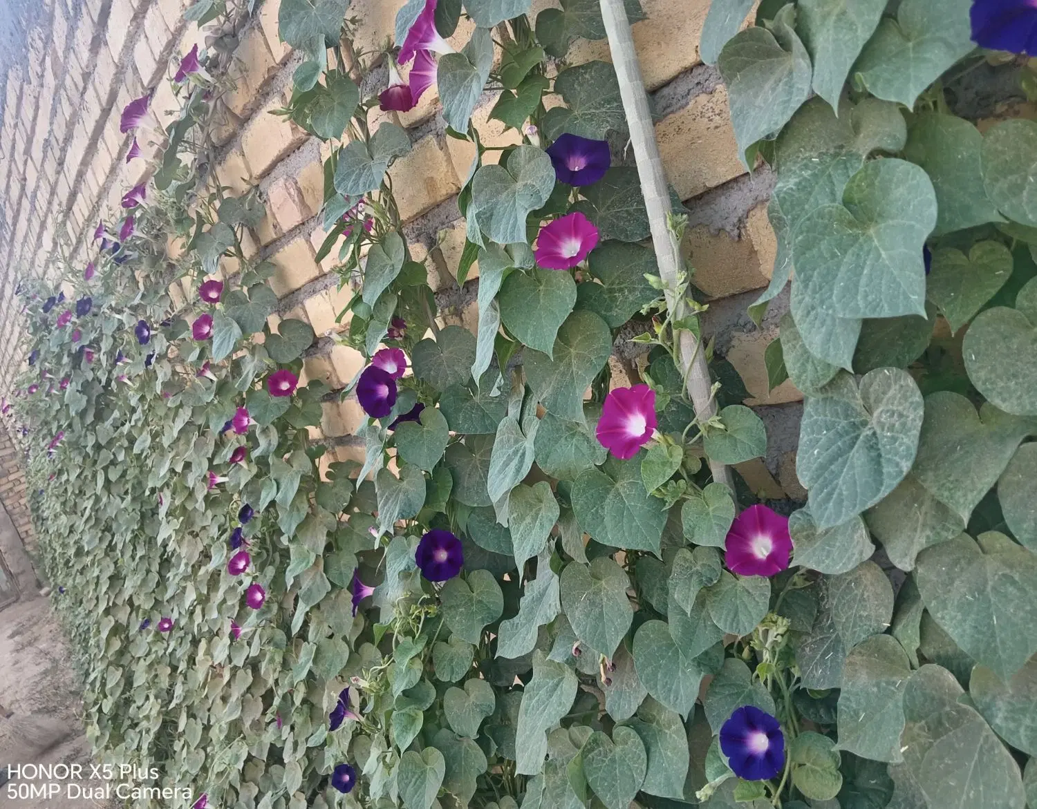 بذرگل|گل و گیاه طبیعی|ساری, |دیوار