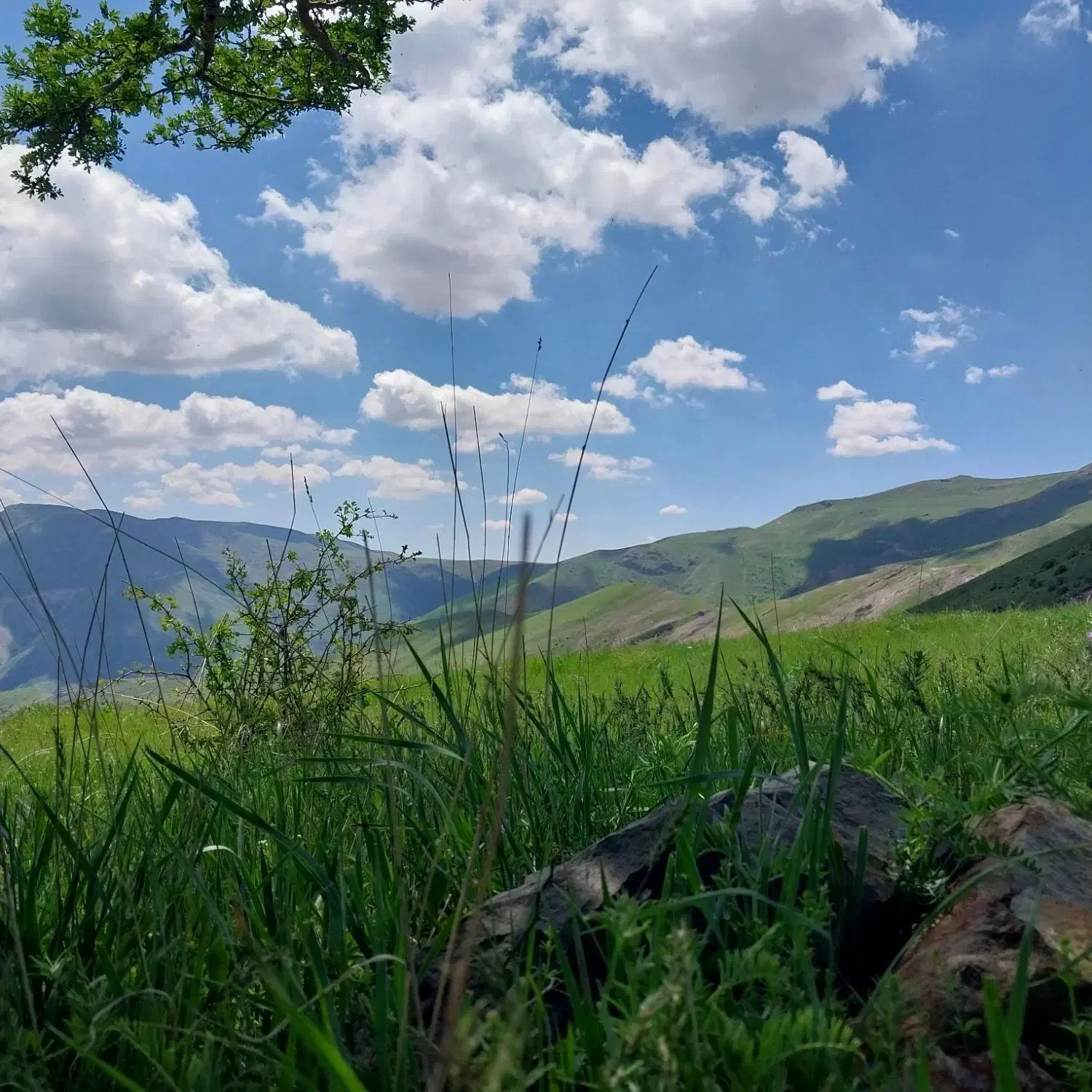 یونجه|لوازم جانبی حیوانات|قره پشتلو, |دیوار