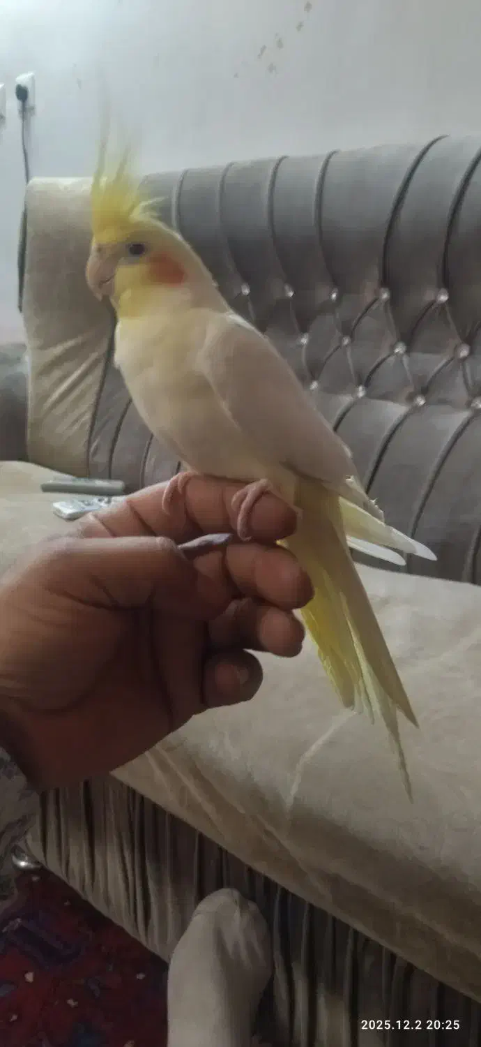 یک عدد عروس هلندی نر سخنگو|پرنده|آذرشهر, |دیوار