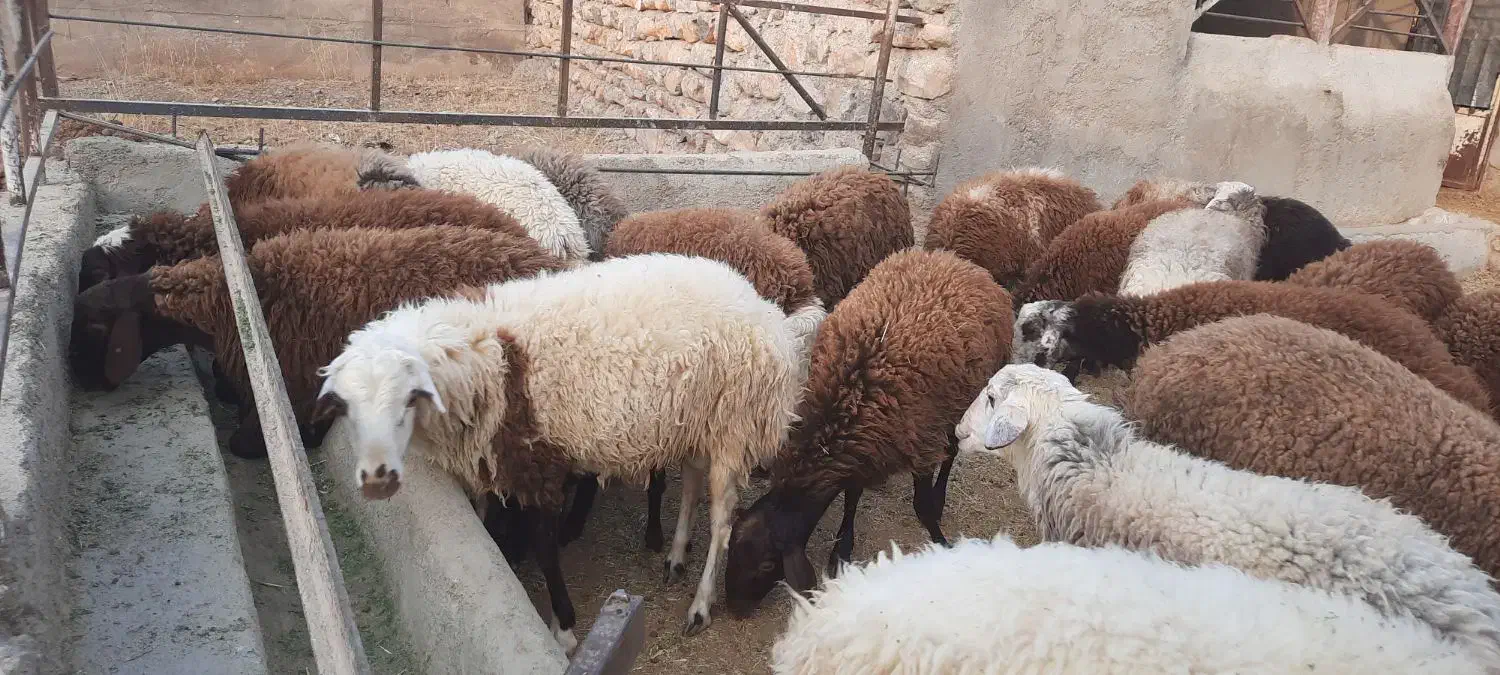 بره نر پرواری|حیوانات مزرعه|چگنی, |دیوار