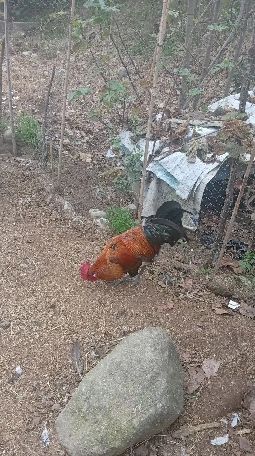 خروس جوان|حیوانات مزرعه|عباسآباد, |دیوار