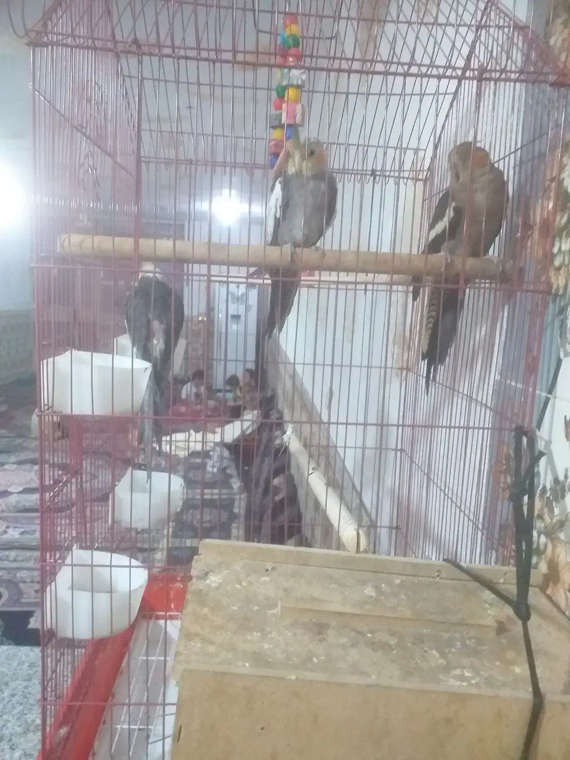 شادگان|پرنده|شادگان, |دیوار