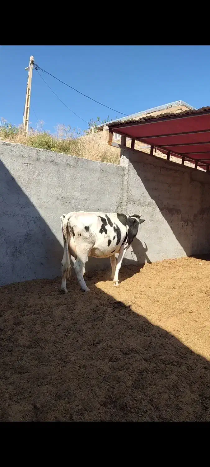 گاو آبستن چهار ماه|حیوانات مزرعه|دره شهر, |دیوار