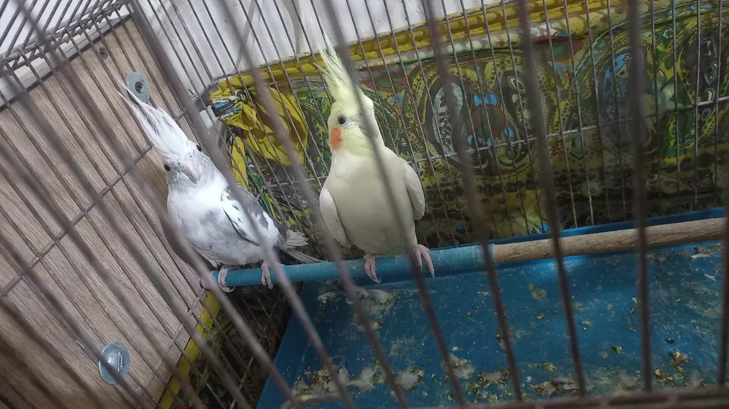 طوطی عروس|پرنده|محمدیه-قزوین, |دیوار