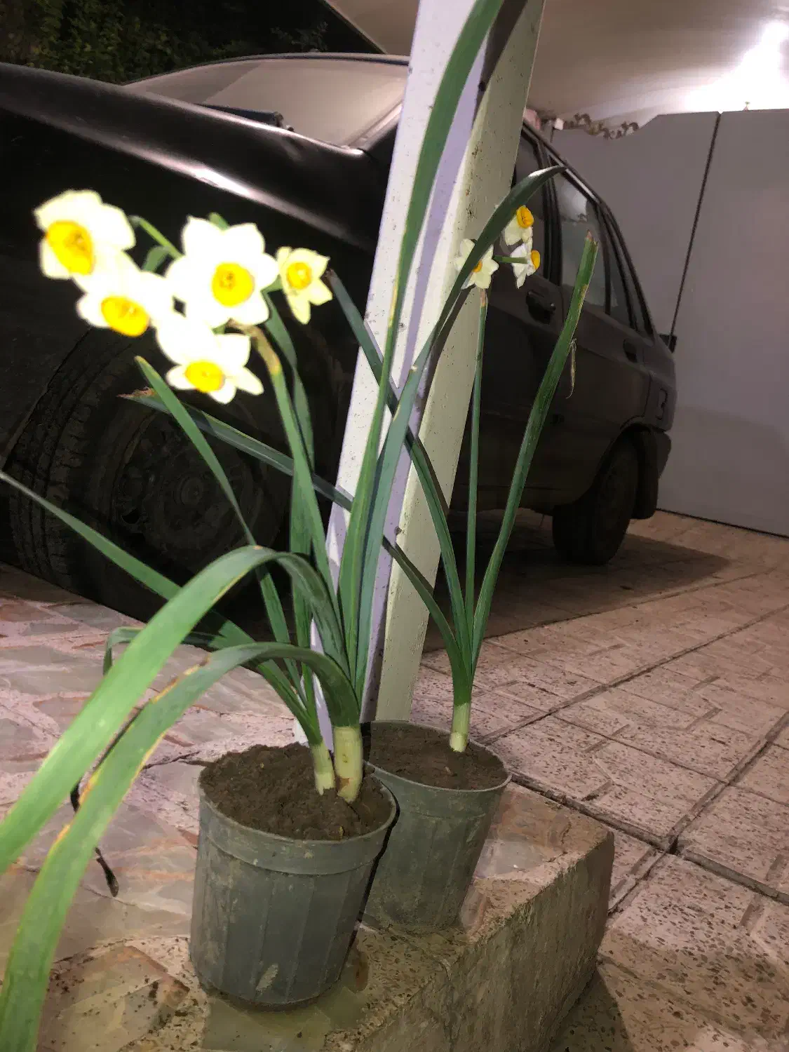 گل نرگس گلدونی|گل و گیاه طبیعی|قائمشهر, |دیوار