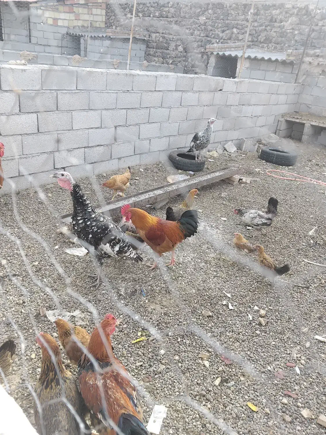 بوقلمون ۵ عدد یکی نر ۴ ماده یک ساله|حیوانات مزرعه|پلدشت, |دیوار