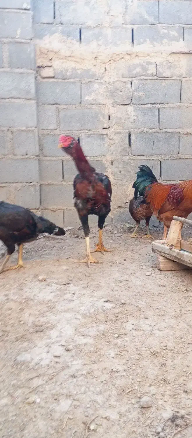 خروس لاری فروشی|حیوانات مزرعه|شیروان (خراسان), |دیوار