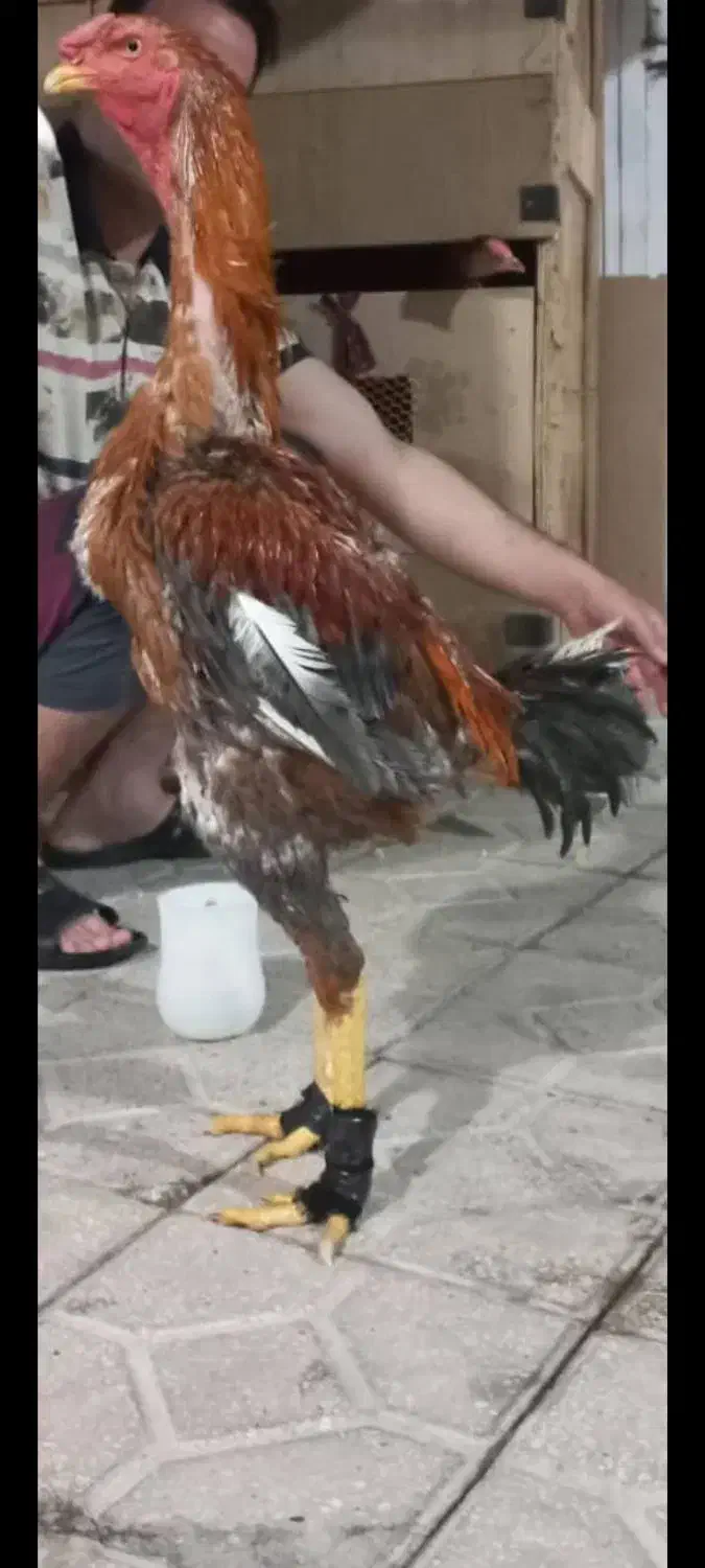 تخم مرغ|حیوانات مزرعه|شیراز, ده پیاله|دیوار