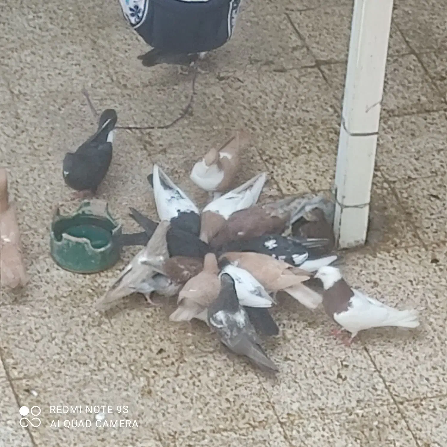 16عدد کفتر|پرنده|اردکان, |دیوار