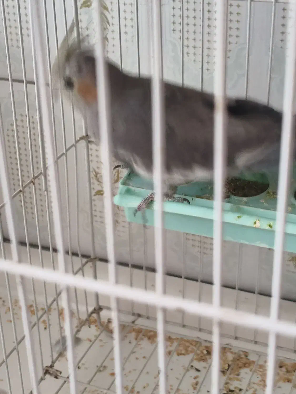 عروس هلندی|پرنده|نقده, |دیوار