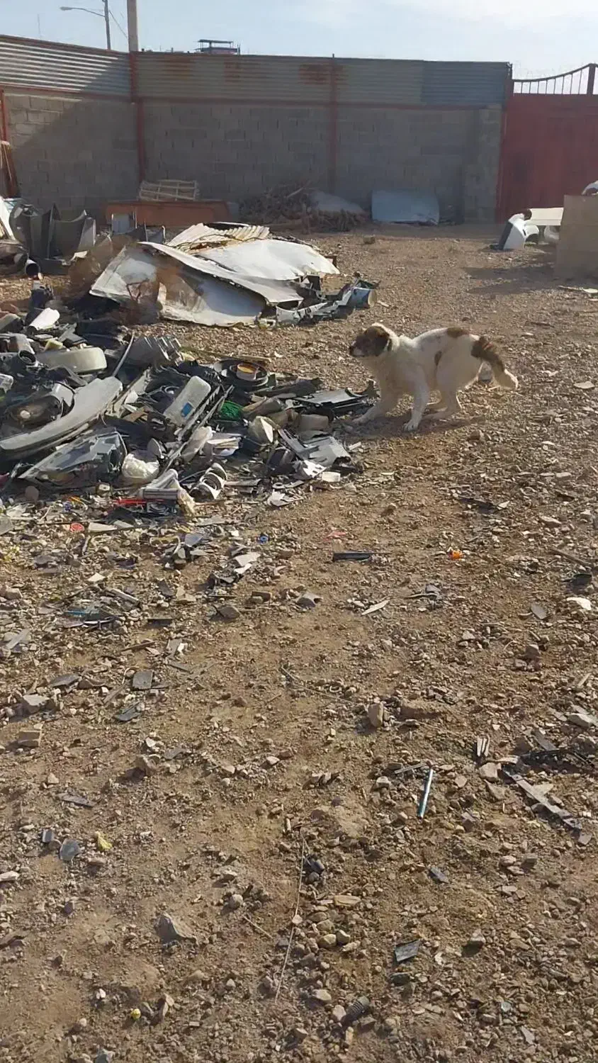 سگ نگهبان|سگ|زرند, |دیوار