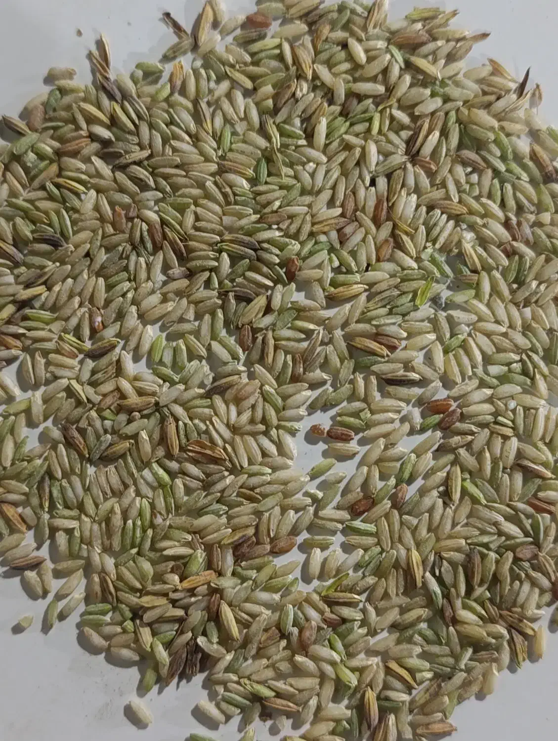 اشتری شلب نقد|خوردنی و آشامیدنی|حمیدیه, |دیوار