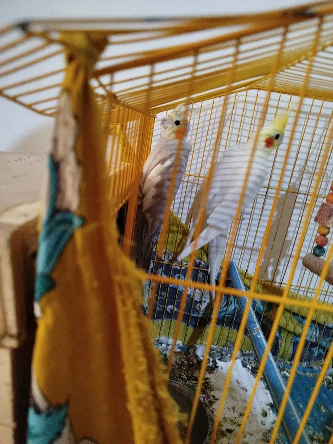 جفت عروس هلندی|پرنده|بندرعباس, |دیوار