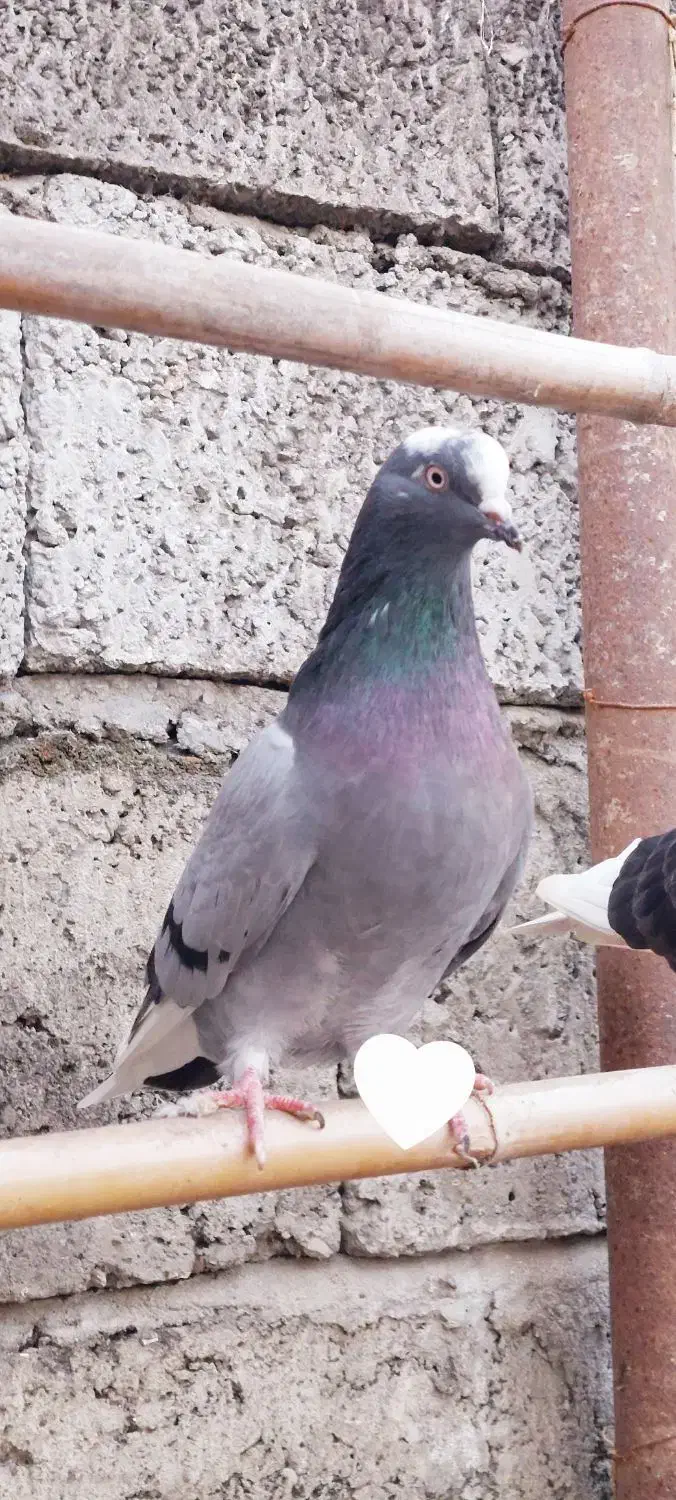 کفتر غریبگیری|پرنده|هادی شهر, |دیوار