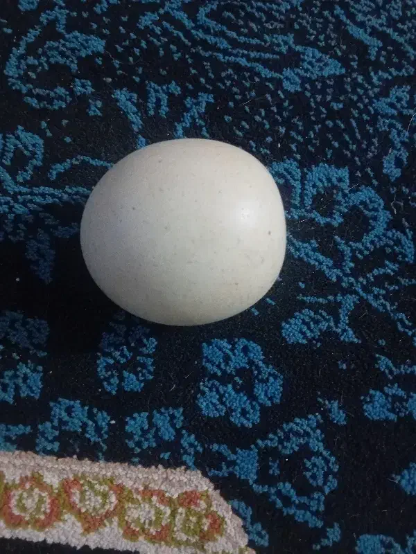 سنگ اسیاب|کلکسیون اشیاء عتیقه|قشم, |دیوار