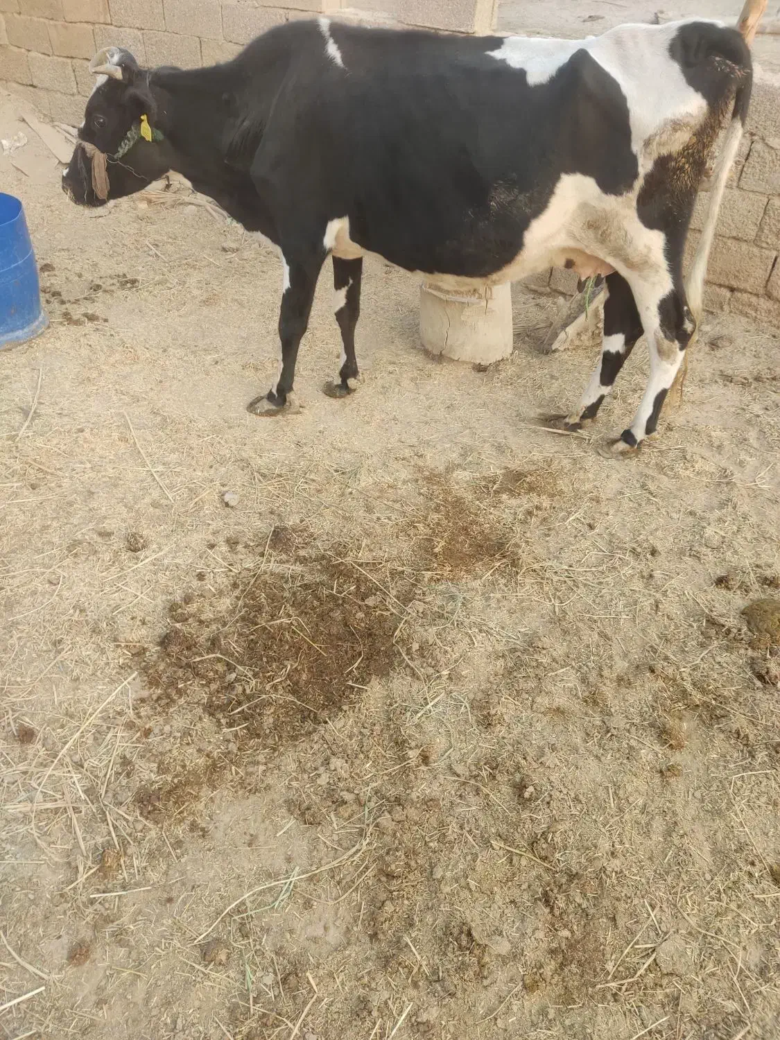 گاو خارجی|حیوانات مزرعه|شادگان, |دیوار