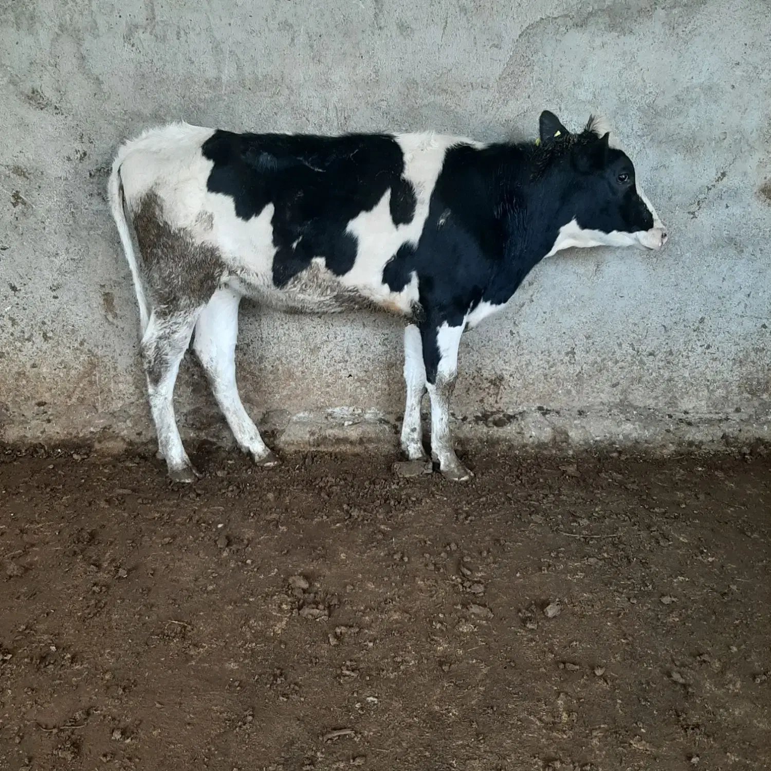 گاو گوساله تلیسه|حیوانات مزرعه|مرودشت, گندم‎|دیوار