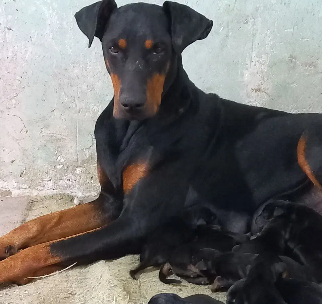 سگ دوبر من|سگ|لنگرود, |دیوار