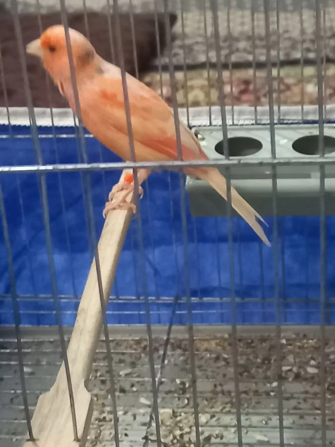 قناری ردفاکتور برفی اصل|پرنده|اردبیل, |دیوار