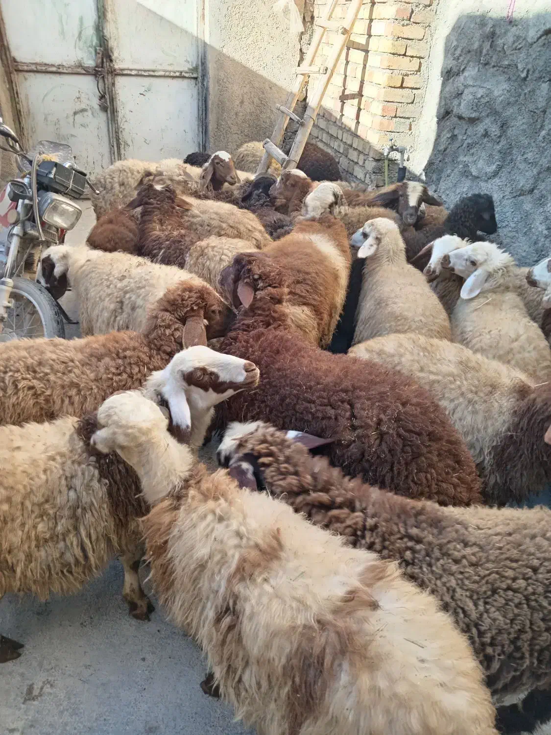 کاور نر وماده داشتی|حیوانات مزرعه|کلیائی, |دیوار