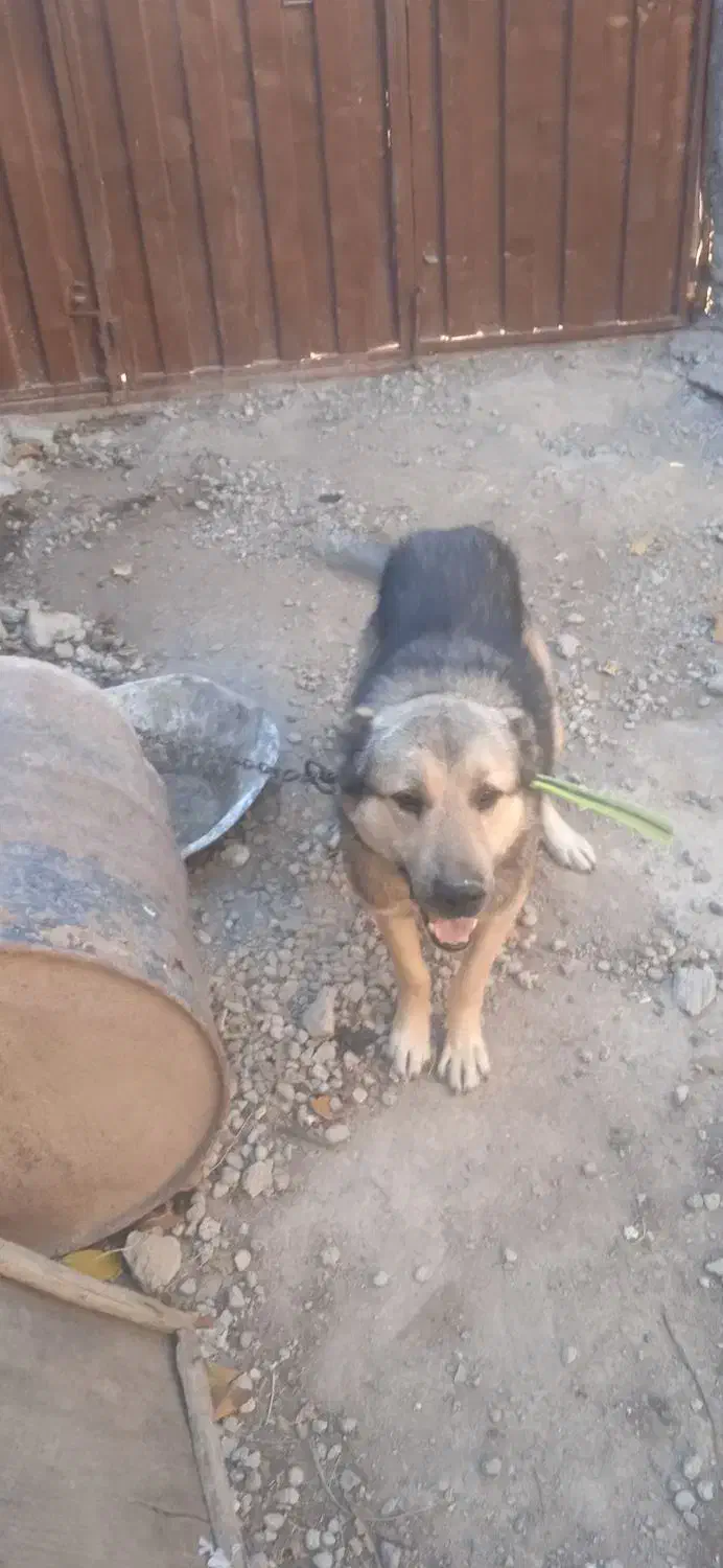 فروش سگ|سگ|خواجه, |دیوار