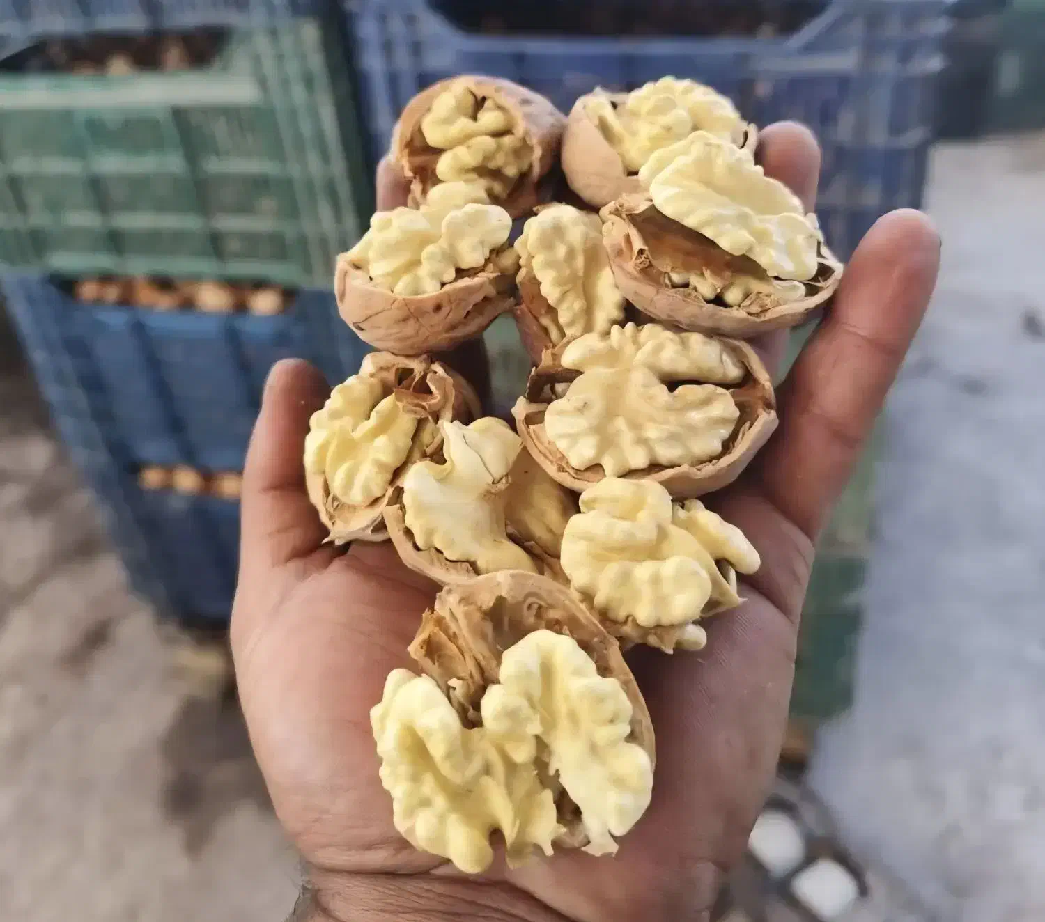 فروش و عرضه مستقیم گردوی اعلا|خوردنی و آشامیدنی|تهران, پرستار|دیوار