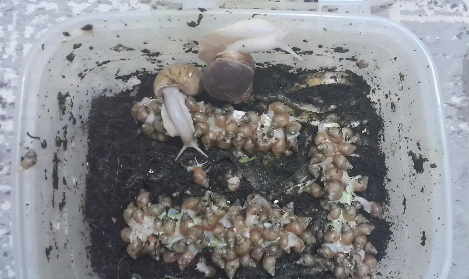 حلزون آچاتینا|خزنده|همدان, |دیوار