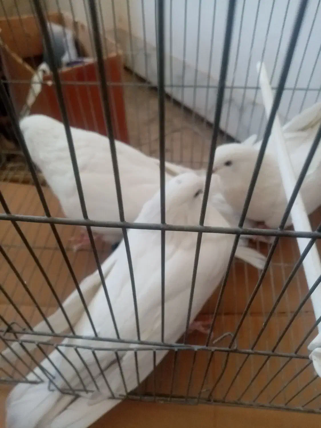 کبوتر سفید پرشی|پرنده|برخوار, |دیوار