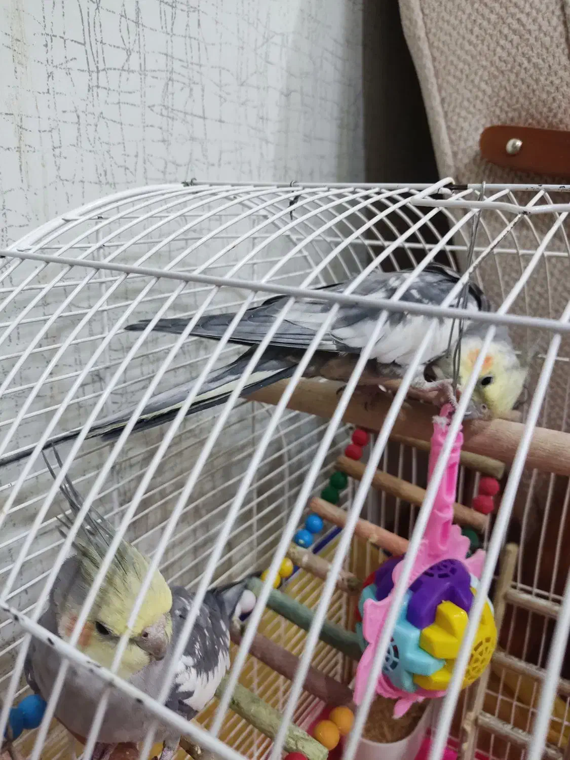 عروس هلندی|پرنده|بیجار, |دیوار