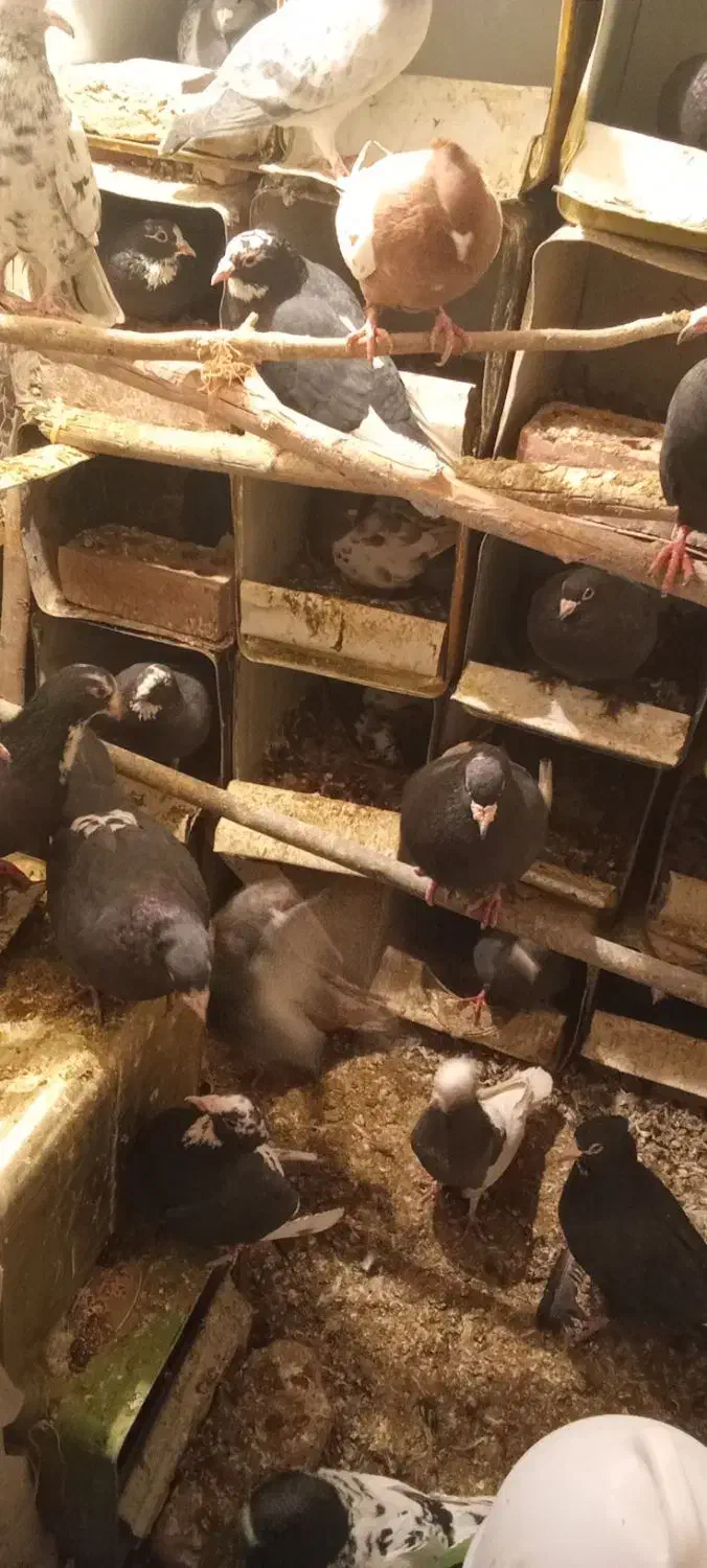 ۷یا۹جفت پلنگ چندجفت کلاغ یک جفت سینیهمه باهم|پرنده|بردسیر, |دیوار