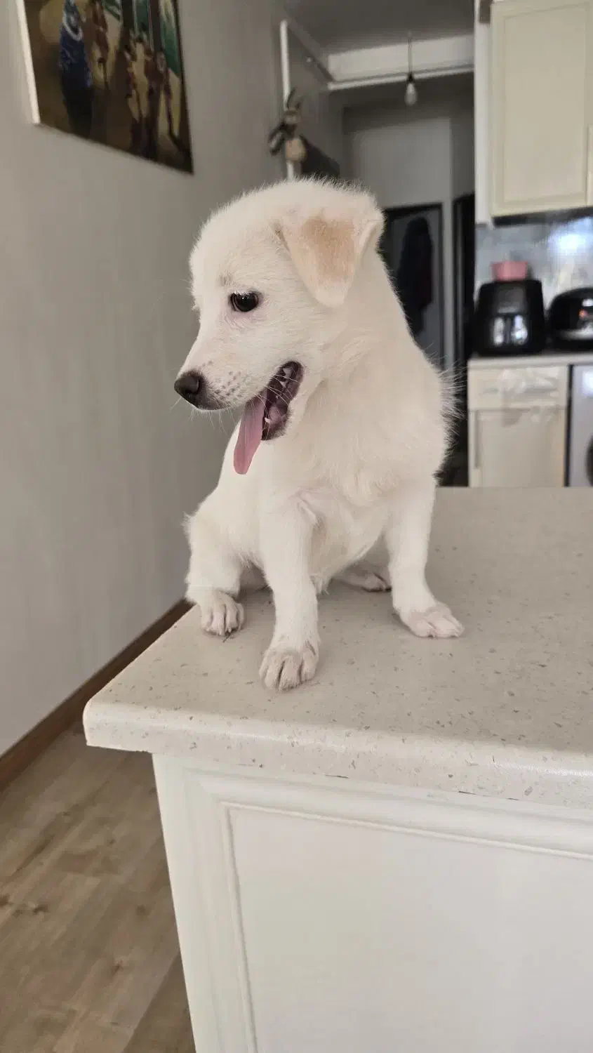 اشپیز پامر|سگ|تبریز, |دیوار