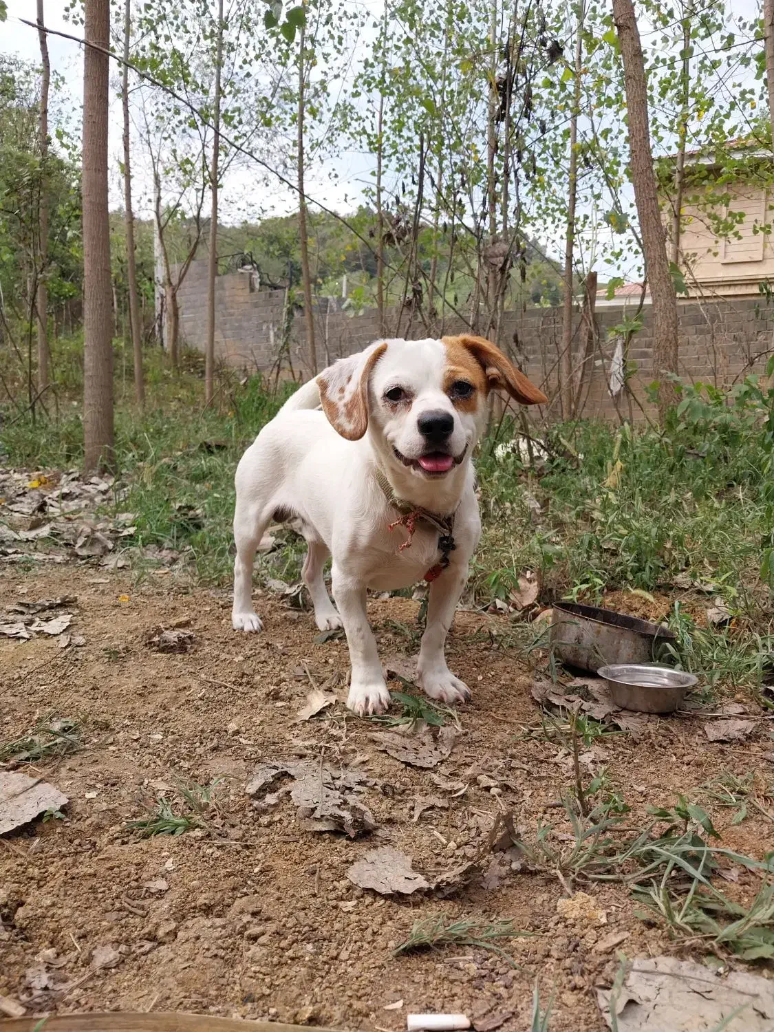 سگ پاکوتاه|سگ|لاهیجان, آهندان|دیوار