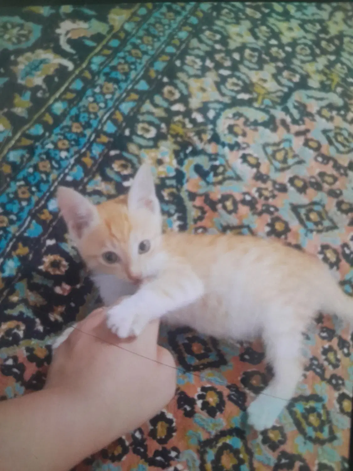 گربه|گربه|پارسآباد, |دیوار