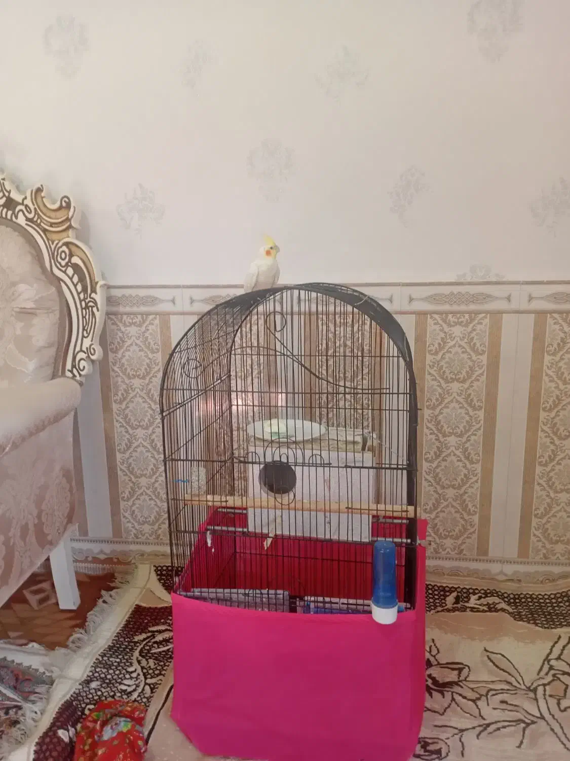 عروس هلندی|پرنده|پارس‌آباد, |دیوار