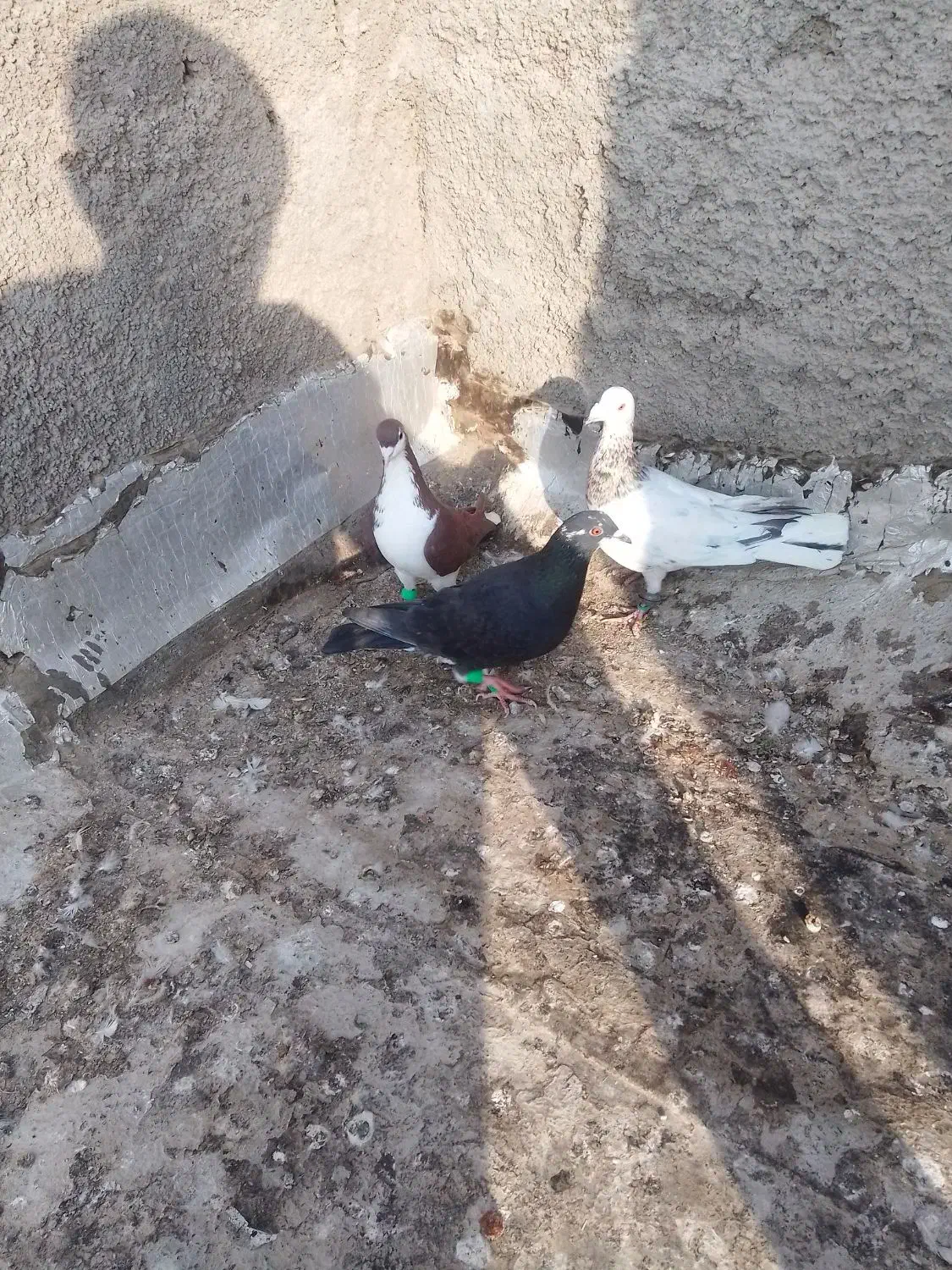 پنج تا سید|پرنده|قوچان, |دیوار