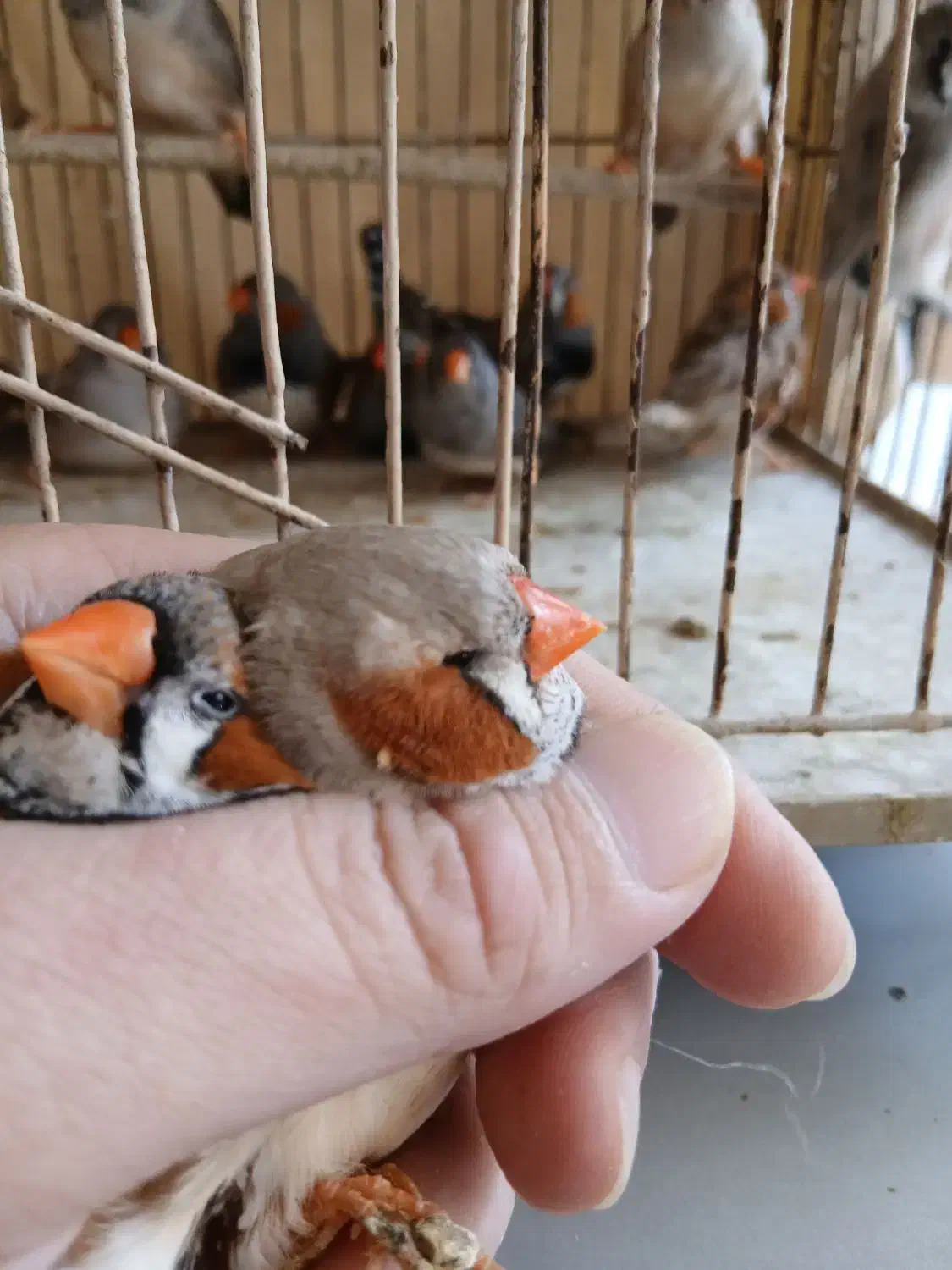 فنج کینگ|پرنده|بندرعباس, |دیوار