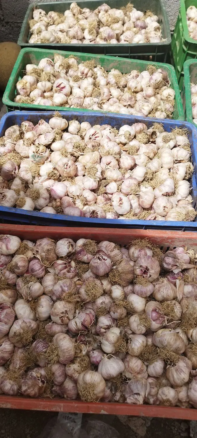 سیر مغان|خوردنی و آشامیدنی|اصلاندوز, |دیوار