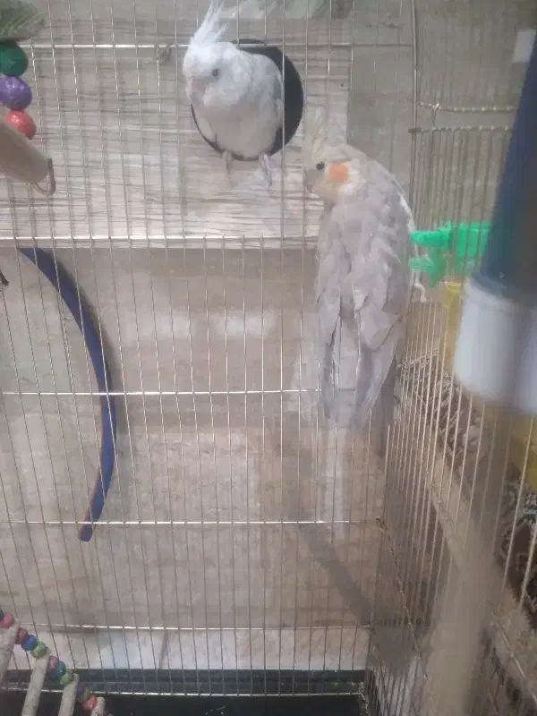 فروش عروس هلندی|پرنده|شاهین‌شهر, شهرک پردیس|دیوار