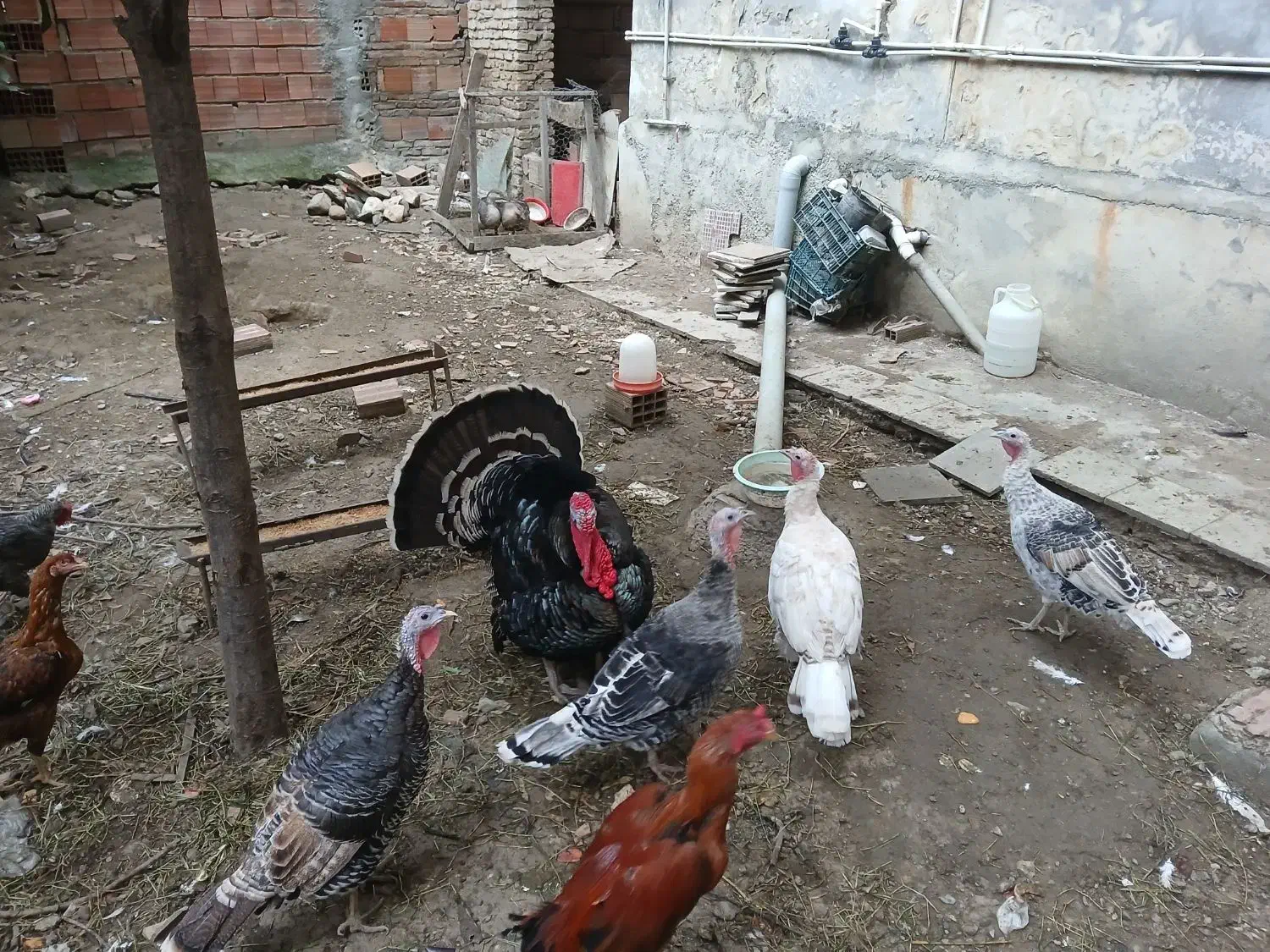 بوقلمون نر و ماده|حیوانات مزرعه|گلوگاه, |دیوار