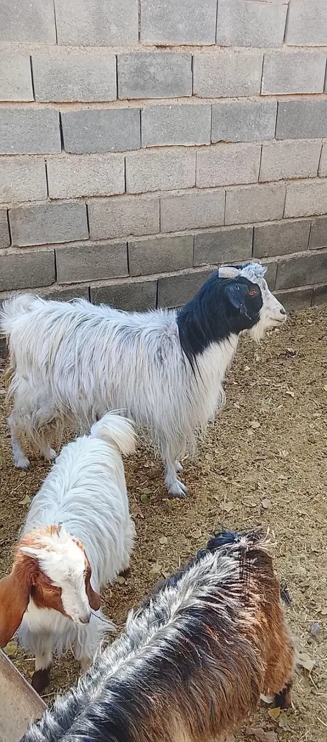 ۲ عددبزابست|حیوانات مزرعه|شاهرود, |دیوار