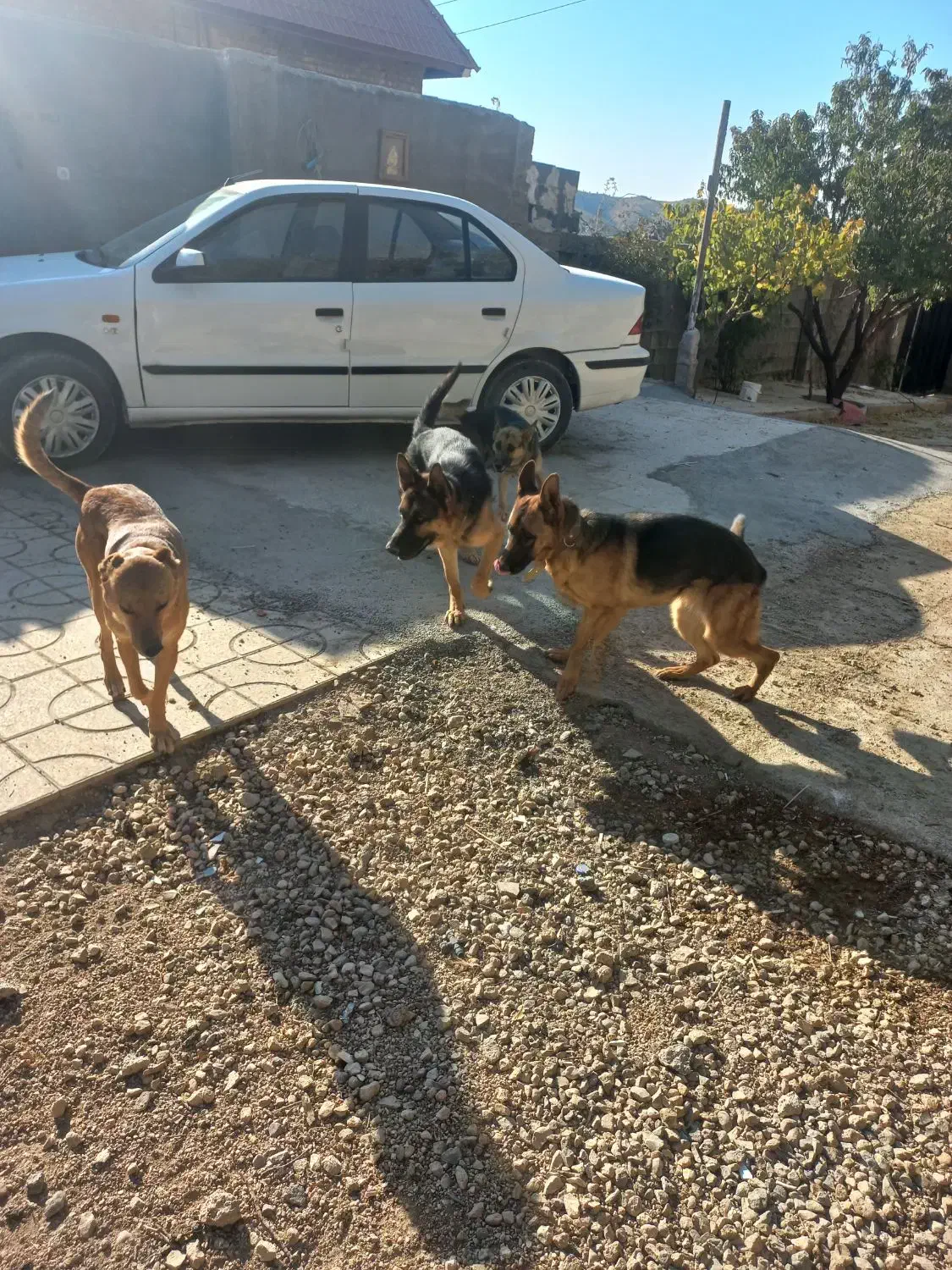 سگ ژرمن نر ماده اصل|سگ|ارژن, |دیوار